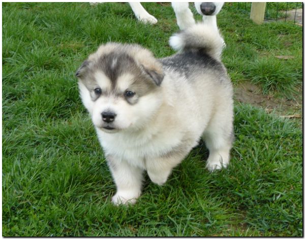 E Wurf 5 Woche 118.jpg